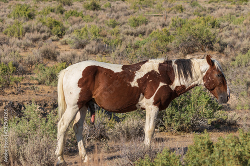Wild horse in the High Desert in Summer