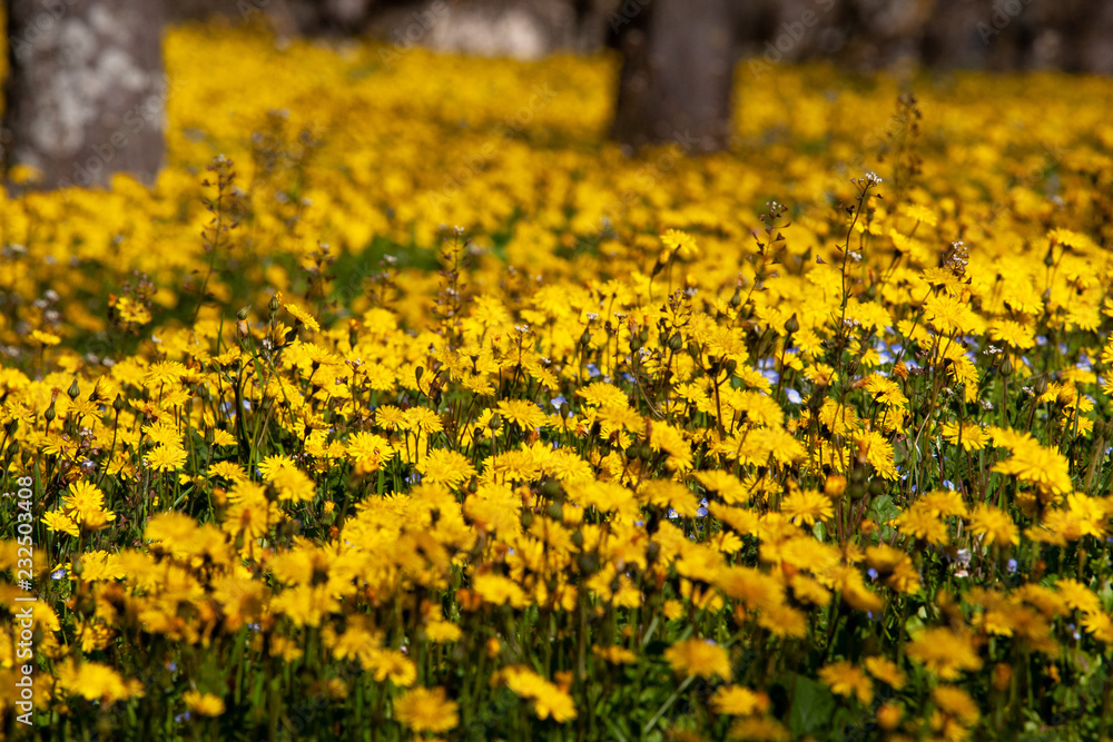 Fototapeta premium field of golden flowers