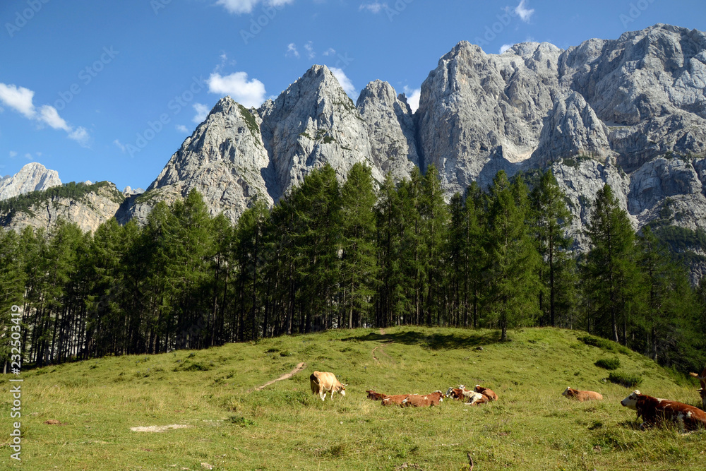Schöne idyllische alpine Landschaft mit Kühen