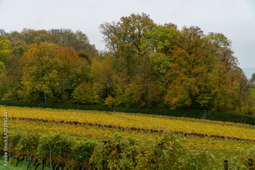Wein im Herbst bei Regen am Hochberg Immenstaad am Bodensee