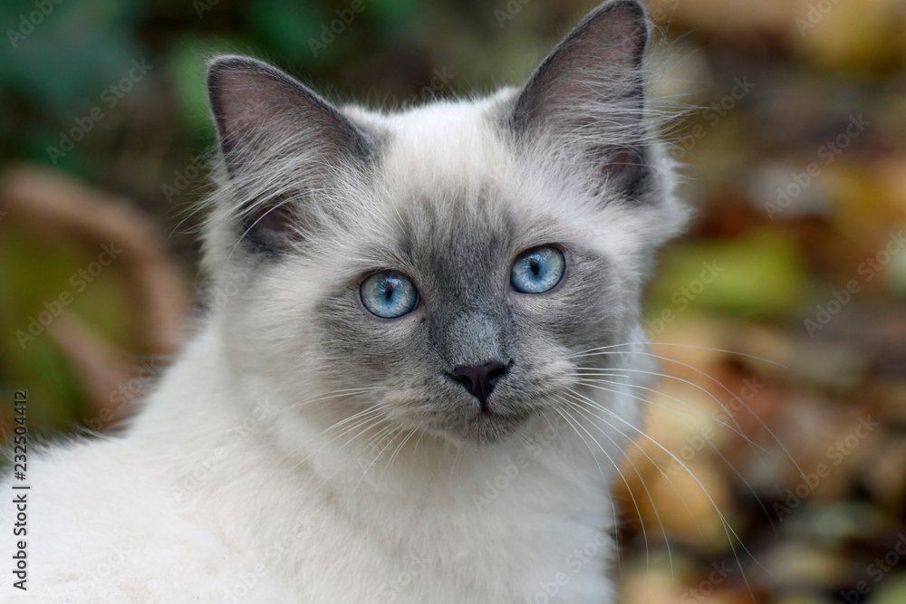 junge hauskatze, portrait mit blickkontakt junge hauskatze, portrait mit blickkontakt