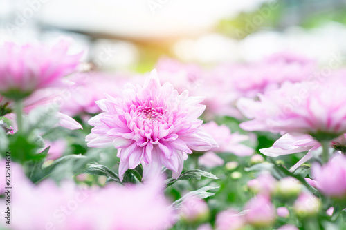 Beautiful pink chrysanthemum in the garden © MrWirot