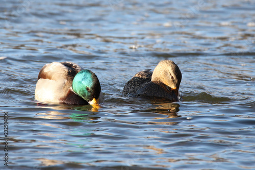 ducks in water