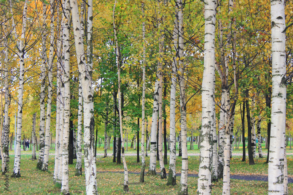 Fototapeta premium Forest Birch Trees on Autumn Nature View. Outdoor Image of Tree Trunks in Local City Park with No People Around. Forest Park Scenic Landscape Close Up View of Birch Trees on Green Grass and Foliage