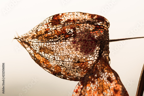 Dried calyx enclosing one red berry of the physalis plant photo