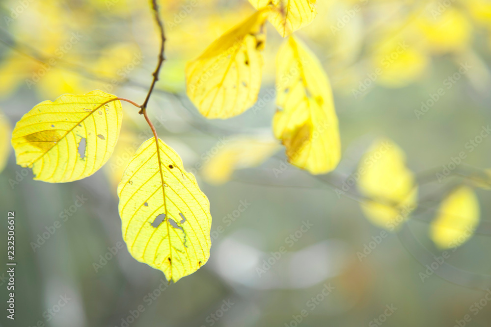 yellow leaves on blurred background yellow leaves on blurred background