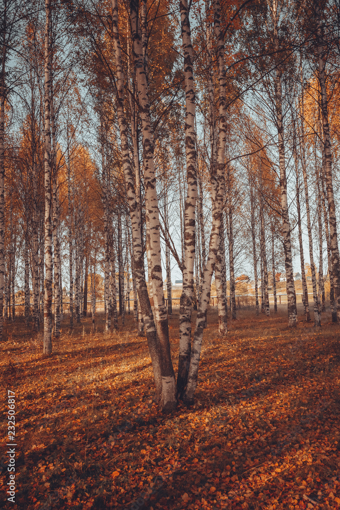 lone branch on a background of autumn forest lone branch on a background of autumn forest