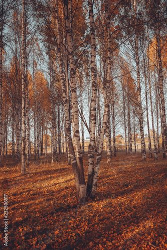 lone branch on a background of autumn forest