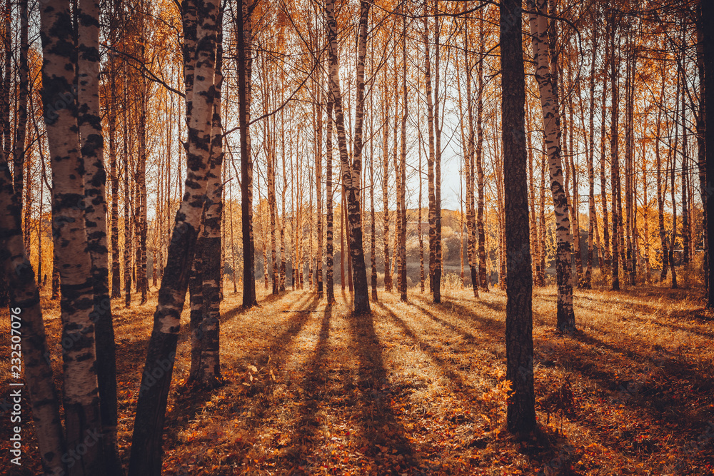 Obraz premium lone branch on a background of autumn forest