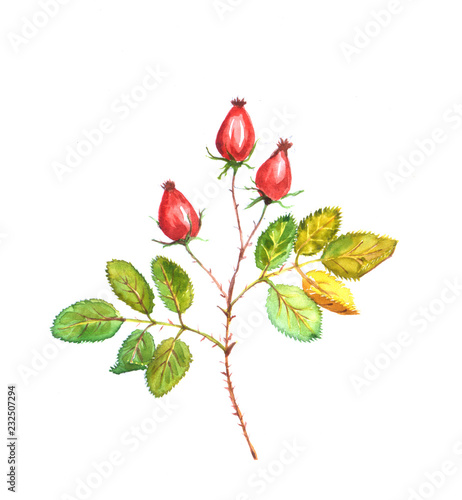 Bilde på lerret autumn dog rose branch