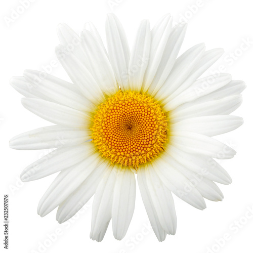 Chamomile flower isolated on white background as package design element