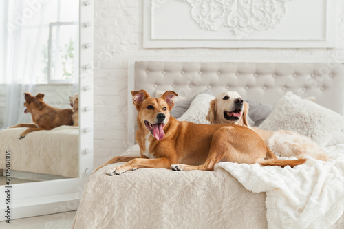 Photography Golden retriever and mixed breed ginger dogs in luxurious bright colors classic eclectic style bedroom with king-size bed, bedside table and mirror