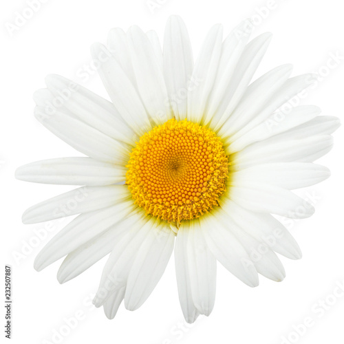 Chamomile flower composition isolated on white background as package design element © Tetiana