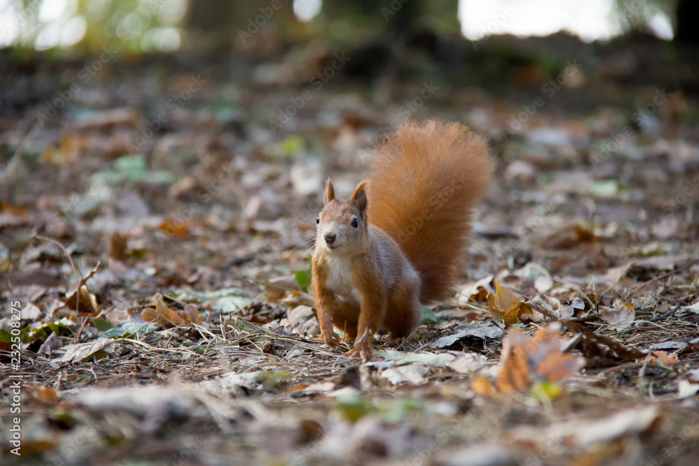 Red squirrel in forest. Czech Republic. Red squirrel in forest. Czech Republic.