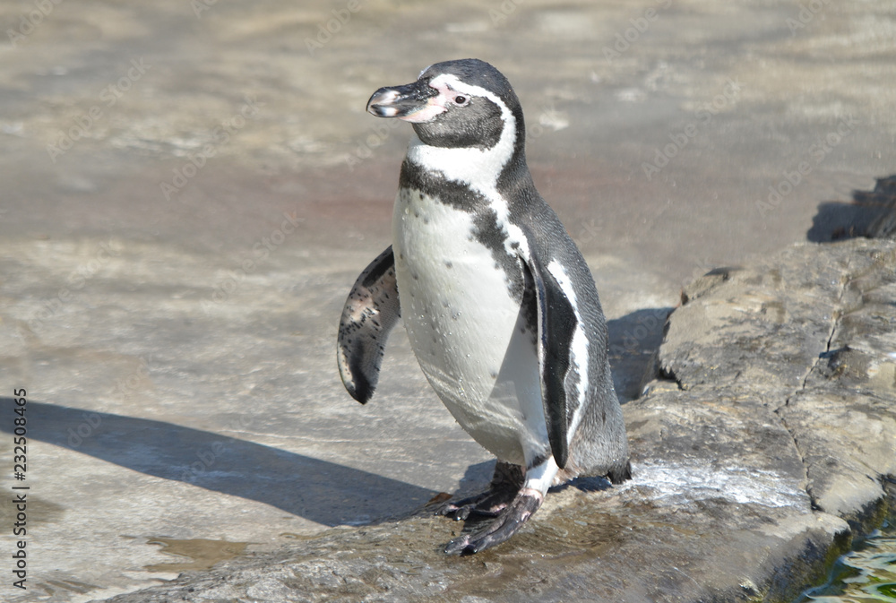 Fototapeta premium Пингвин Гумбольдта.