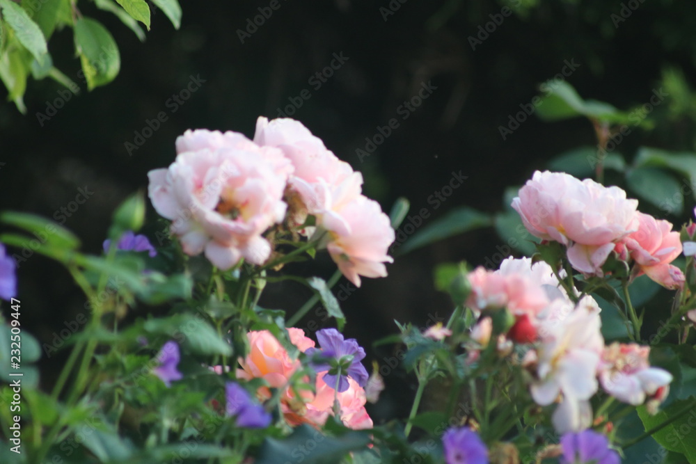 Rosenblüten Rosenblüten