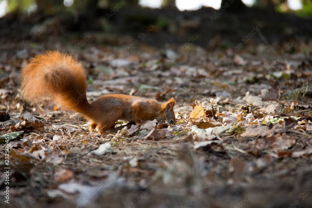 Fototapeta premium Sniffing red squirrel.