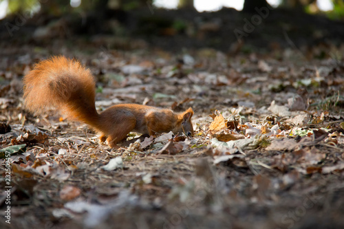 Sniffing red squirrel.
