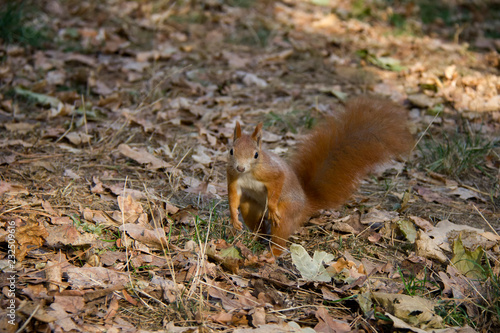 Running squirrel. Czech Republic. © Lucie