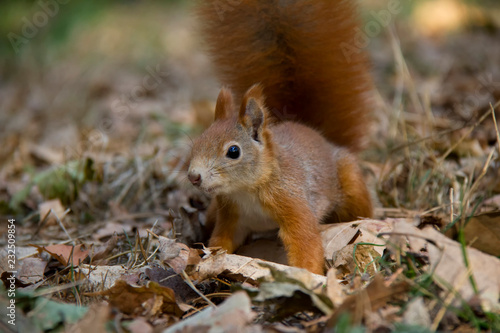Detail of red squirrel. Czech Republic.
