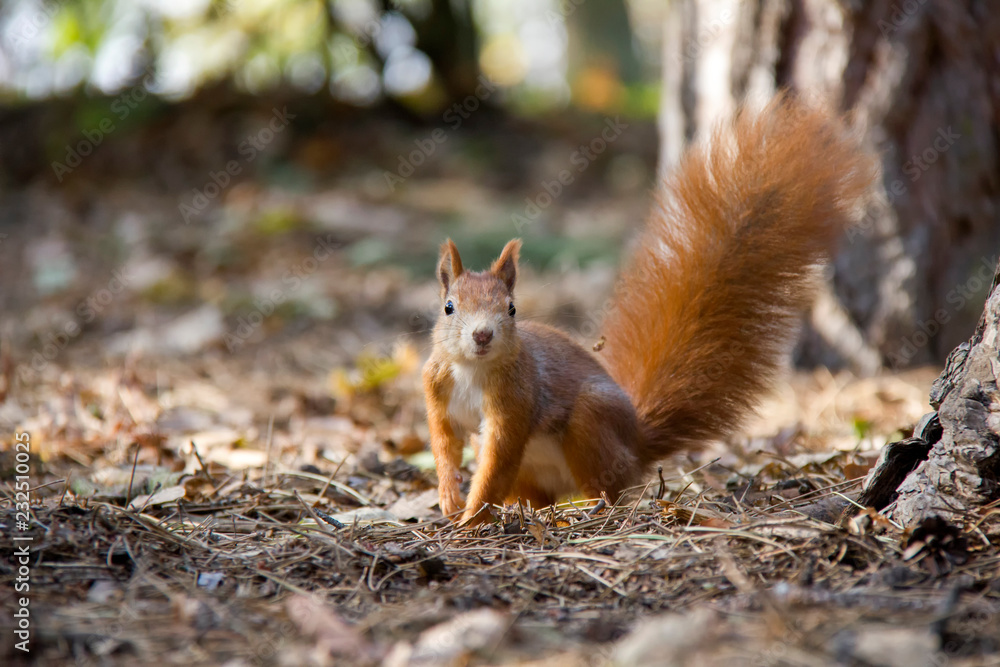 Portrait of red squirrel in forest. Czech Republic. Portrait of red squirrel in forest. Czech Republic.