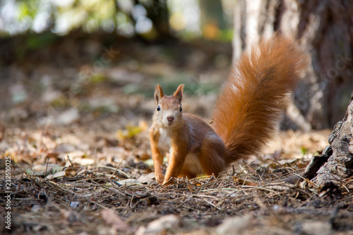 Portrait of red squirrel in forest. Czech Republic. © Lucie