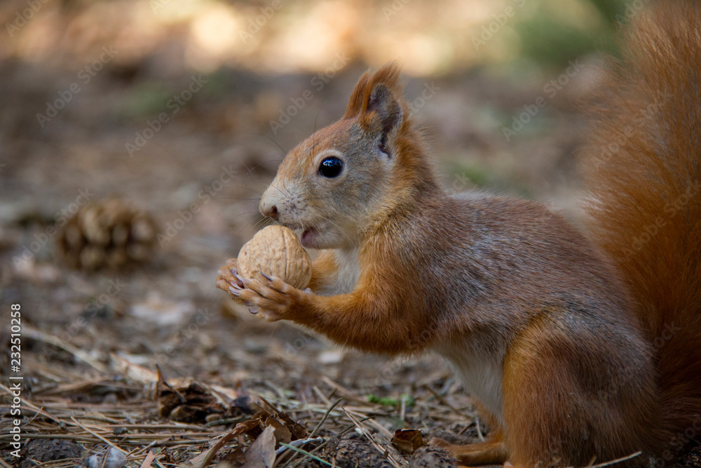 Detail of squirrel with a nut. Detail of squirrel with a nut.
