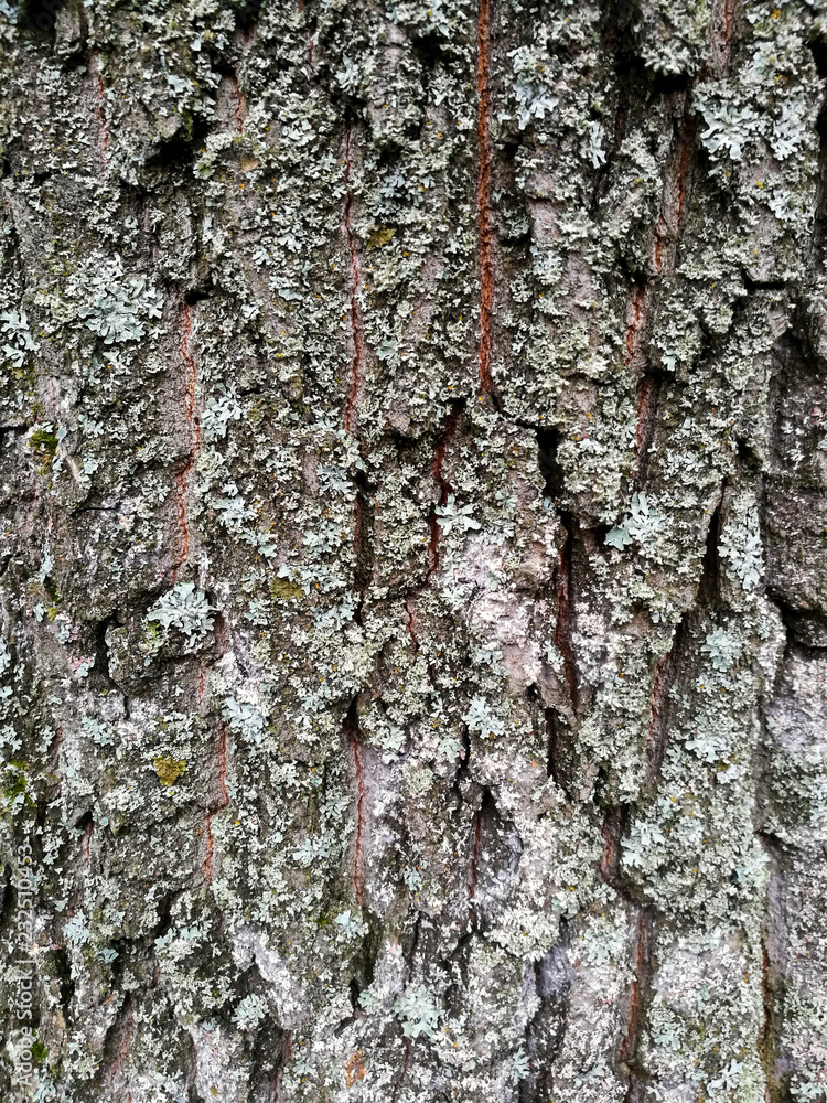 Relief bark of an old tree covered with lichen