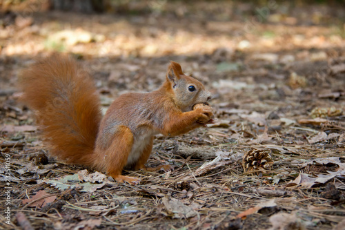 Squirrel with a nut in forest. Czech Republic.