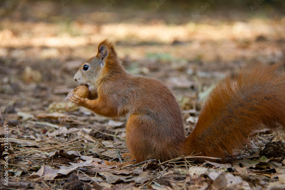 Eating squirrel. Czech Republic. Eating squirrel. Czech Republic.