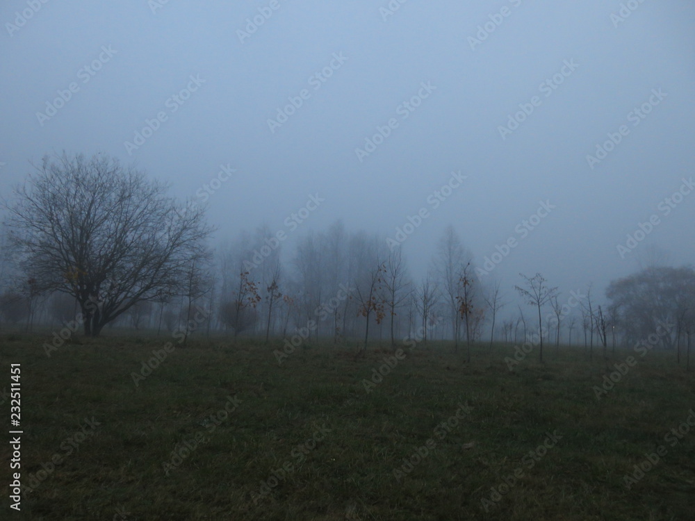 Gloomy nature in the evening in autumn. Park in fog. Gloomy nature in the evening in autumn. Park in fog.