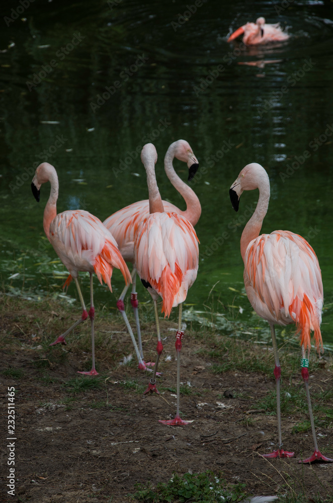 Obraz premium Flamingos by water