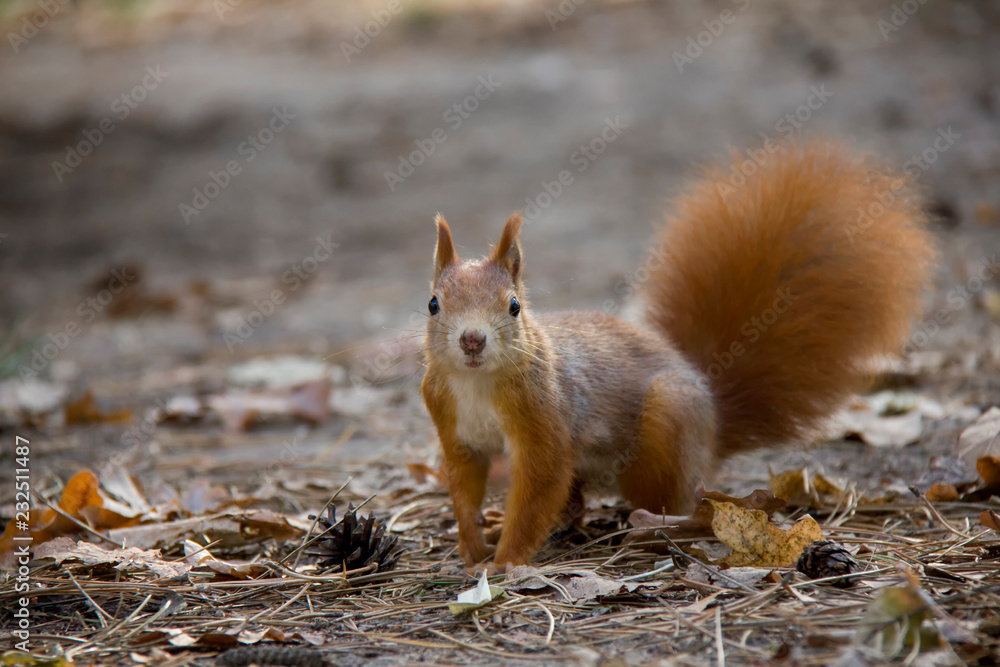 Squirrel in park. Czech Republic. Squirrel in park. Czech Republic.