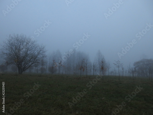 Gloomy nature in the evening in autumn. Park in fog.