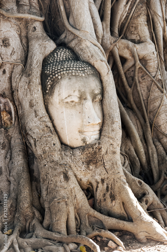 A stone head of Buddha surrounded by tree's roots in Wat Prha Mahathat Temple in Ayutthaya, Thailand