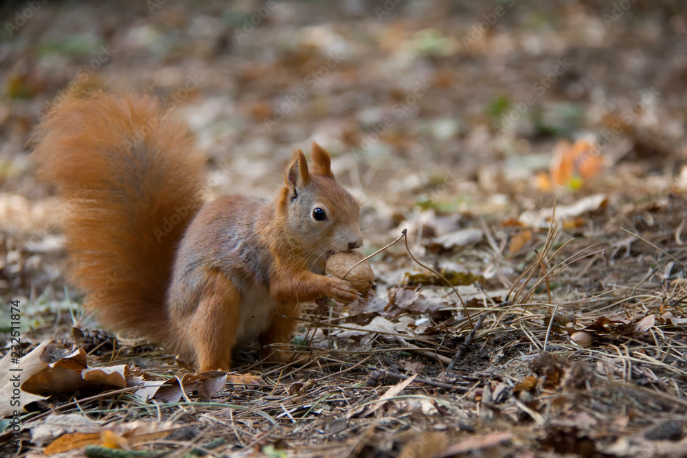Red squirrel with a nut. Czech Republic. Red squirrel with a nut. Czech Republic.