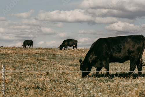 Indiana Cows grazing in a field photo