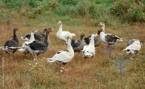 Gänse auf dem Feld