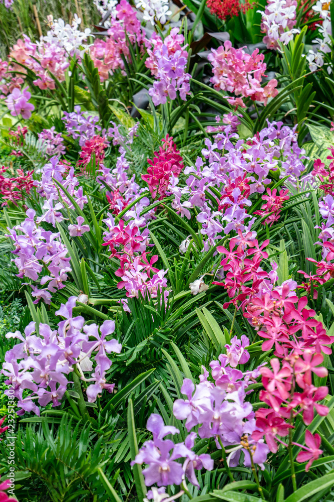Obraz premium 赤い花・紫の花