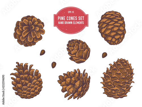 Vector collection of hand drawn pine cones