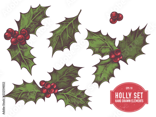 Vector collection of hand drawn holly