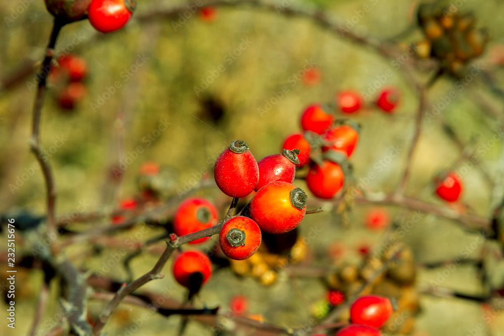 red rose berries on the bush in autumn