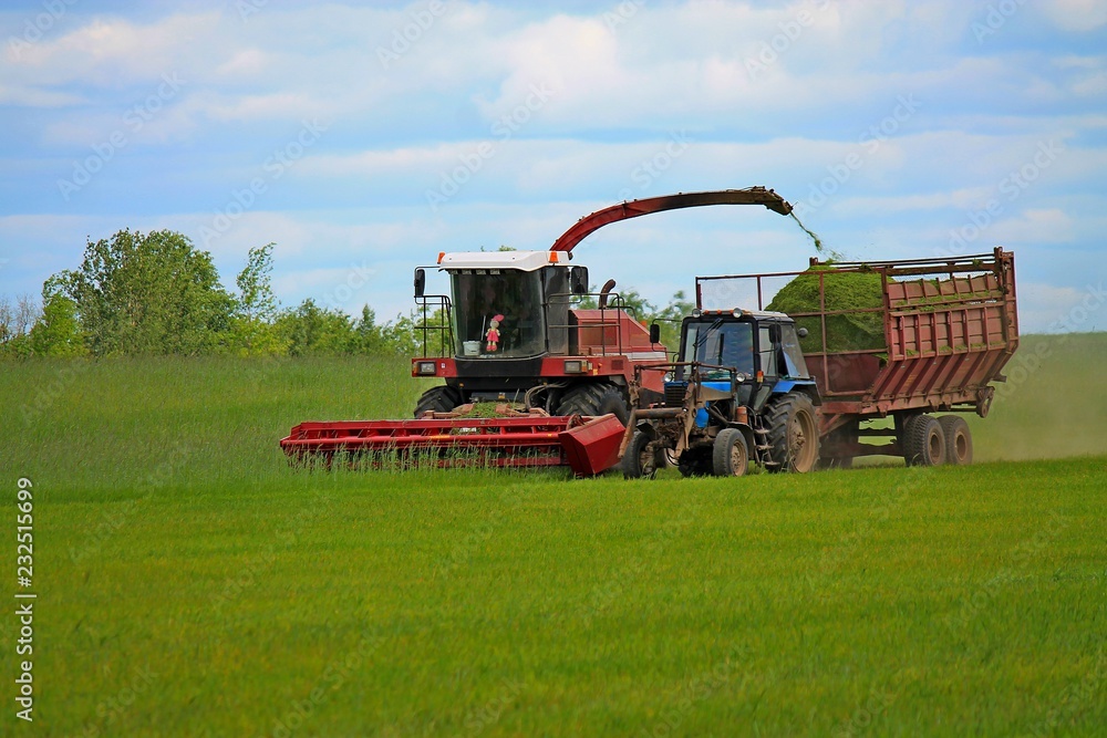 Fototapeta premium harvester travels across the field and harvest the grain next to the tractor and unloads green mass for feeding animals