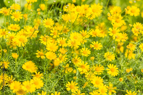 Golden yellow button flower in the nature background