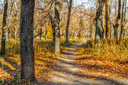 narrow path in a park in autumn between trees without leaves