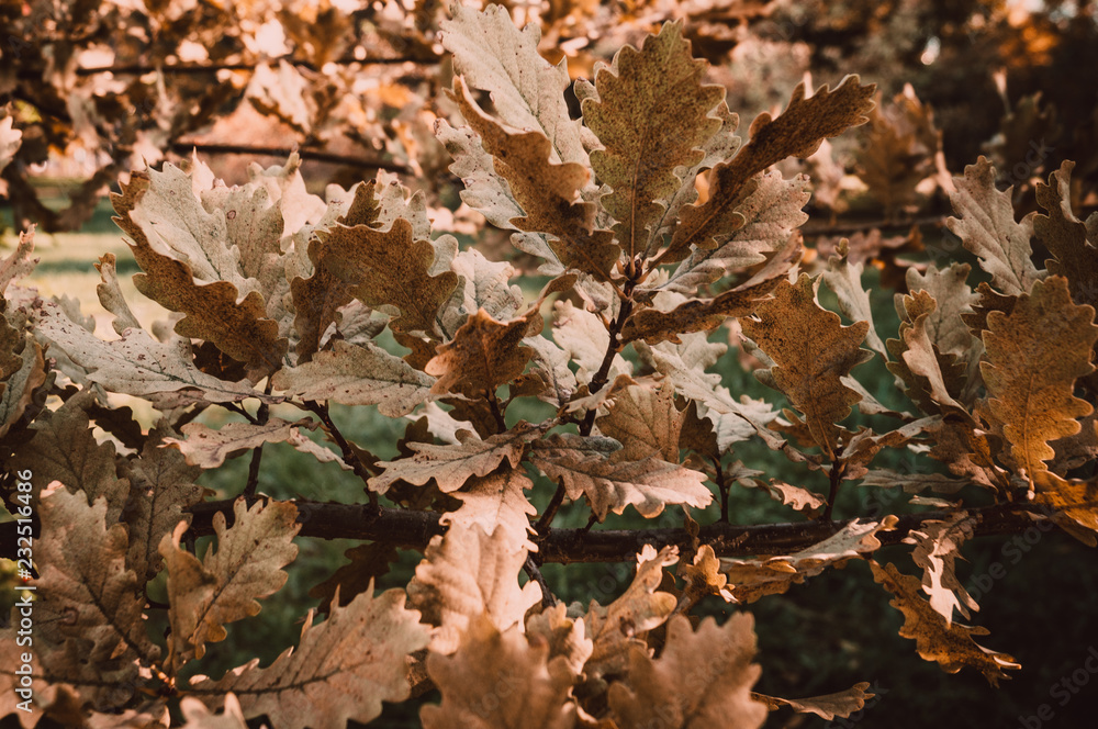Leaf oak