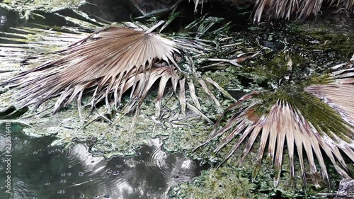 A polluted, bubbling, boiling, fermenting sulfur stinking mineral hot spring, with floating leaves and dirt photo