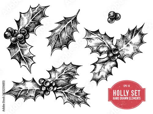 Vector collection of hand drawn holly