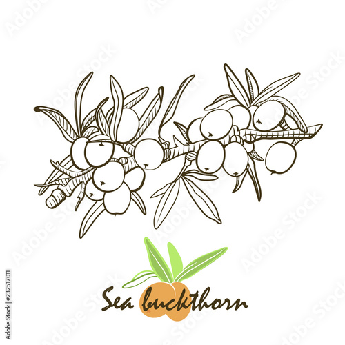 The sea buckthorn. Hand drawn botanical sketch style.  Elements for menu, greeting cards, wrapping paper, cosmetics packaging, labels, tags, posters etc