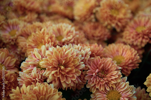 background with blooming chrysanthemums